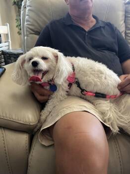 Skyler -  Chinese Crested Dog Dog for Adoption in Utica, Michigan - Skyler | PetCurious