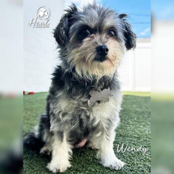 Wendy -  Miniature Poodle and Mixed Breed Dog for Adoption in Youngwood, Pennsylvania - Wendy | PetCurious