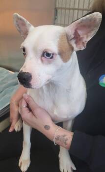 Terrier and Chihuahua Dogs Available for Adoption in Lawrenceville, Georgia - Pen 212c Candy | PetCurious