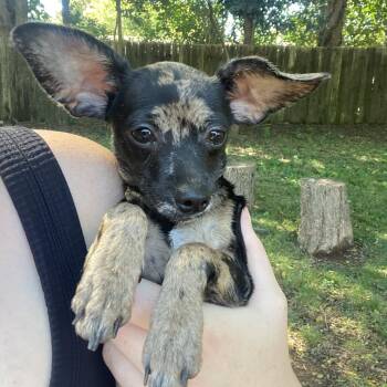 Nikita -  Chihuahua Dog for Adoption in Charlotte, North Carolina - Nikita | PetCurious