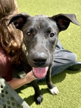 Rescue Mixed Breed Dogs for Adoption in Wichita, Kansas - Jessie | PetCurious