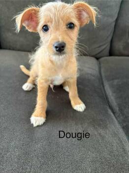 Poodle and Chihuahua Dogs Available for Adoption - Dougie | PetCurious