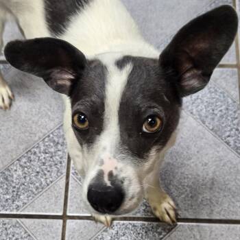 Squirrel -  Mixed Breed Dog for Adoption in Normal, Illinois - Squirrel | PetCurious