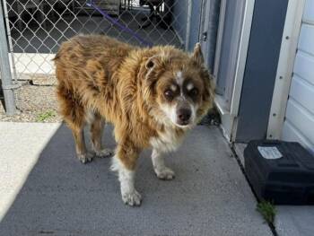 61201072 -  Australian Shepherd Dog for Adoption in Elko, Nevada - 61201072 | PetCurious