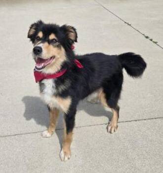 Dusty -  Australian Shepherd Dog for Adoption in Bucyrus, Ohio - Dusty | PetCurious