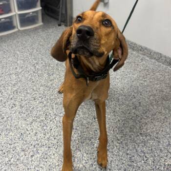 Boone / Copper -  Mixed Breed Dog for Adoption in Greenville, South Carolina - Boone / Copper | PetCurious