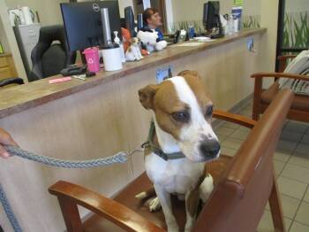 Rescue Pit Bull Terrier and Mixed Breed Dogs for Adoption in Ocala, Florida - GRIFFIN | PetCurious