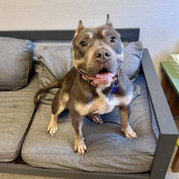 Mixed Breed Dogs Available for Adoption in Lansing, Michigan - Tyla | PetCurious