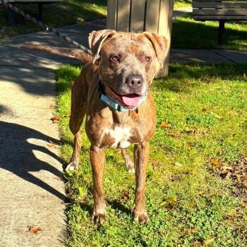 Rescue Mixed Breed Dogs for Adoption in Brookhaven, New York - Monk | PetCurious