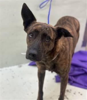 Dutch Shepherd and Mixed Breed Dogs Available for Adoption - TILLY | PetCurious