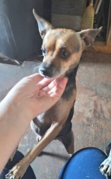 Rescue Chihuahua Dogs for Adoption in St. Augustine, Florida - Layla | PetCurious