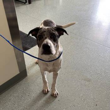 Rolo -  German Shorthaired Pointer and Mixed Breed Dog for Adoption in Galax, Virginia - Rolo | PetCurious