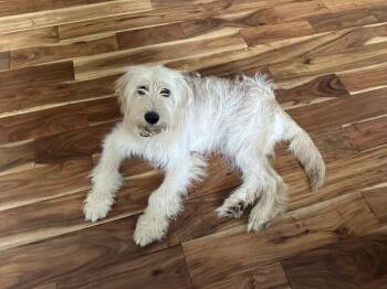 Moira -  Mixed Breed Dog for Adoption in Union Grove, Wisconsin - Moira | PetCurious