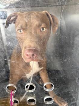 STEVEN -  Mixed Breed Dog for Adoption in Dallas, Texas - STEVEN | PetCurious