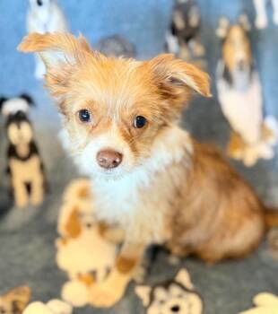 Red Panda -  Poodle and Chihuahua Dog for Adoption in Beavercreek, Oregon - Red Panda | PetCurious