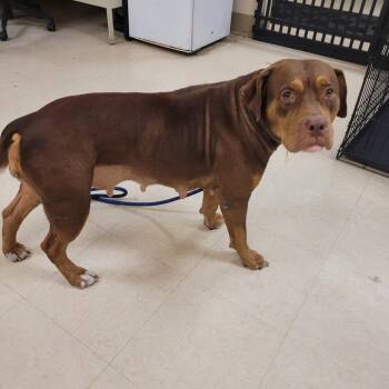 SCFL-Stray-67023 -  Mixed Breed Dog for Adoption in Lake Panasoffkee, Florida - SCFL-Stray-67023 | PetCurious