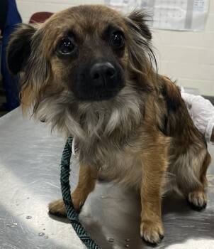 Rescue Chihuahua and Mixed Breed Dogs for Adoption - MAI | PetCurious