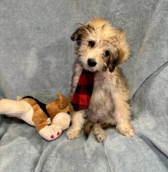 Kingsley -  Miniature Poodle and Mixed Breed Dog for Adoption in Corona, California - Kingsley | PetCurious