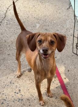 Legs -  Dachshund Dog for Adoption in Kings Mountain, North Carolina - Legs | PetCurious