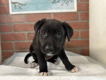 Labrador Retriever and Mixed Breed Dogs Available for Adoption in Houston, Texas - NICO | PetCurious