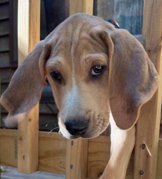 Treeing Walker Coonhound and American Foxhound Dogs Available for Adoption in Raleigh, North Carolina - Jasper | PetCurious