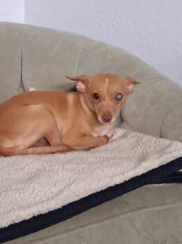 Rescue Chihuahua Dogs for Adoption in Sarasota, Florida - Ginger | PetCurious