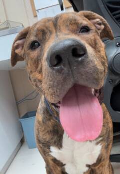 Rescue Pit Bull Terrier and Hound Dogs for Adoption in Findlay, Ohio - Khan | PetCurious