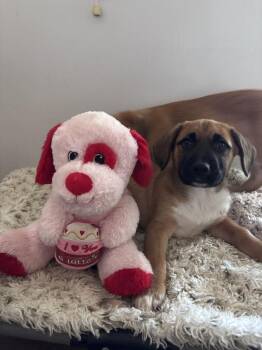 Mixed Breed Dogs Available for Adoption - Chunk | PetCurious