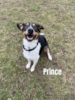 Rescue Australian Cattle Dog Blue Heeler and Beagle Dogs for Adoption in Quincy, Michigan - Prince | PetCurious