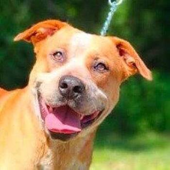 Boots -  Terrier Dog for Adoption in Bloomfield, Connecticut - Boots | PetCurious