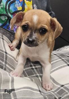 Fuji -  Chihuahua Dog for Adoption in Ellijay, Georgia - Fuji | PetCurious