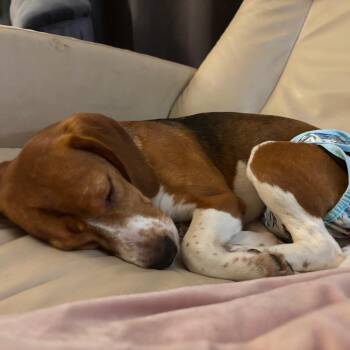 Zhuri -  Beagle Dog for Adoption in Rochester, Minnesota - Zhuri | PetCurious