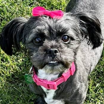 Rescue Shih Tzu and Pomeranian Dogs for Adoption in Livonia, Michigan - Celeste | PetCurious