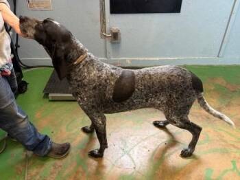 Bluetick Coonhound Dogs Available for Adoption - Blue 26 | PetCurious