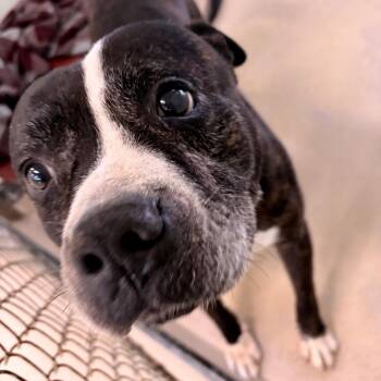 Max -  Pit Bull Terrier and Mixed Breed Dog for Adoption in Newark, New Jersey - Max | PetCurious