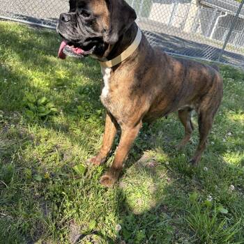 Lavana -  Boxer Dog for Adoption in Middlesex, New Jersey - Lavana | PetCurious