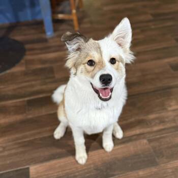 Great Pyrenees and Anatolian Shepherd Dogs Available for Adoption - Winnie | PetCurious