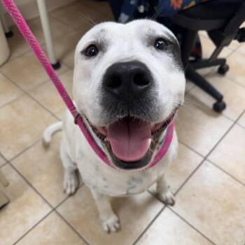 Big Boy -  Pit Bull Terrier Dog for Adoption in Pekin, Illinois - Big Boy | PetCurious
