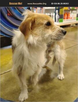 Bean or Beans -  Fox Terrier Dog for Adoption in Evansville, Indiana - Bean Or Beans | PetCurious