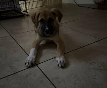 Ronald -  Anatolian Shepherd Dog for Adoption in Phoenix, Arizona - Ronald | PetCurious