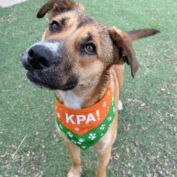 Shepherd Dogs Available for Adoption in Kerrville, Texas - Wiggles | PetCurious