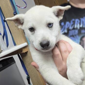 Talia -  Husky Dog for Adoption in Fargo, North Dakota - Talia | PetCurious