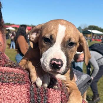 Wind Biscuit -  Boxer and Pit Bull Terrier Dog for Adoption in Mooresville, Indiana - Wind Biscuit | PetCurious