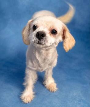 Milo -  Shih Tzu Dog for Adoption in Boulder, Colorado - Milo | PetCurious