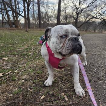 English Bulldog Dogs Available for Adoption in Chaska, Minnesota - Bertha | PetCurious