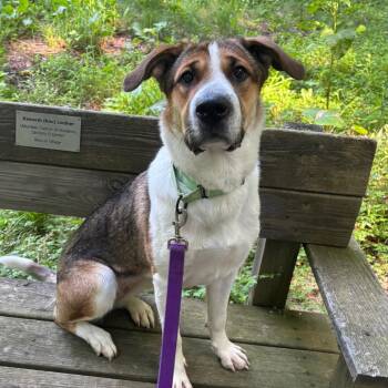 Mimi -  Shepherd and Hound Dog for Adoption - Mimi | PetCurious