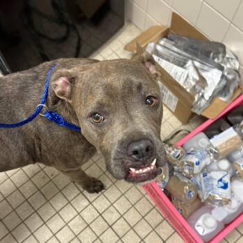 Rescue Mixed Breed Dogs for Adoption in Camden, Delaware - Rama FKA Graceland | PetCurious