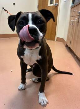 Boxer and Pit Bull Terrier Dogs Available for Adoption in Kennewick, Washington - Benny | PetCurious