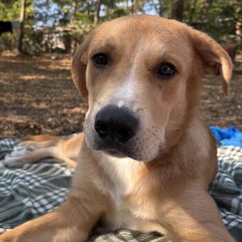 Red -  Labrador Retriever Dog for Adoption in Krum, Texas - Red | PetCurious