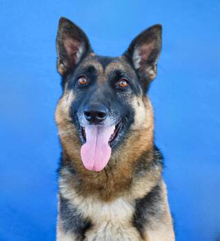 KERA -  German Shepherd Dog Dog for Adoption in Pasadena, California - KERA | PetCurious
